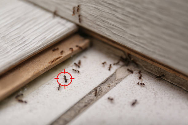 Best Residential Pest Control  in Jupiter Farms, FL